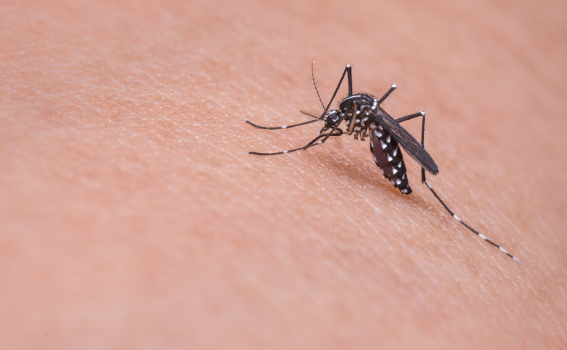 蚊の対策